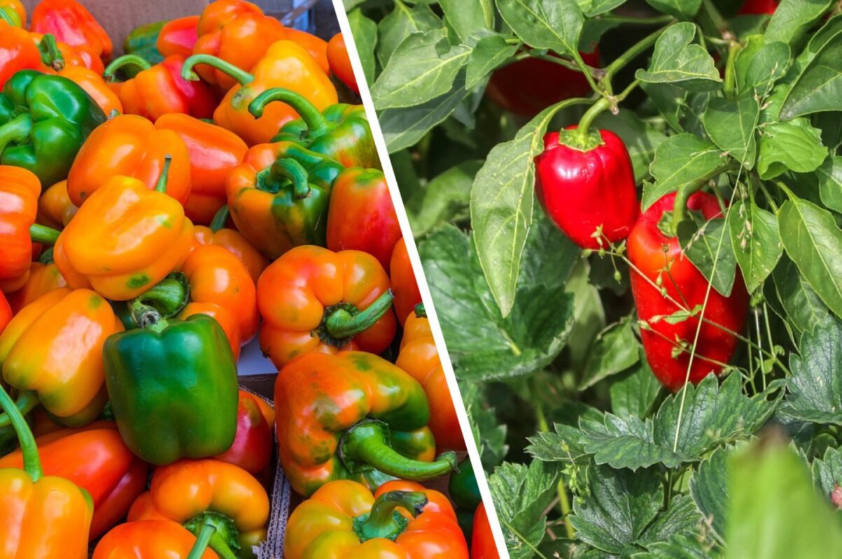 Агроном розповів, який сорт солодкого перцю краще посадити в новому сезоні