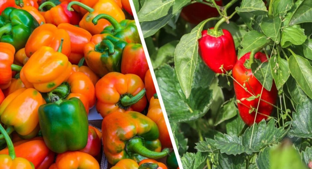 Соковиті, солодкі та великі: 3 сорти болгарського перцю, які стійкі до хвороб, спеки та вітру 