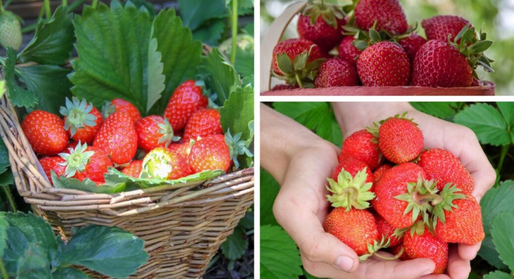 3 сорти полуниці, що плодоносять до морозів: перевірила сама – жоден не підмерз навіть при -5 