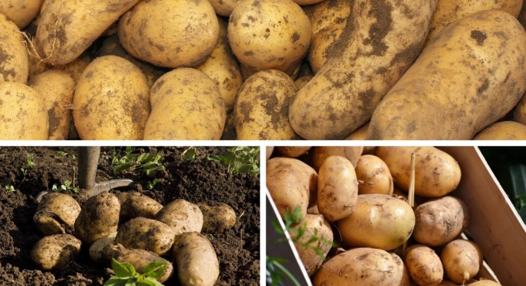 Забудьте про неурожай картоплі на 50 років вперед: це добриво ніколи не підводить львівʼян 
