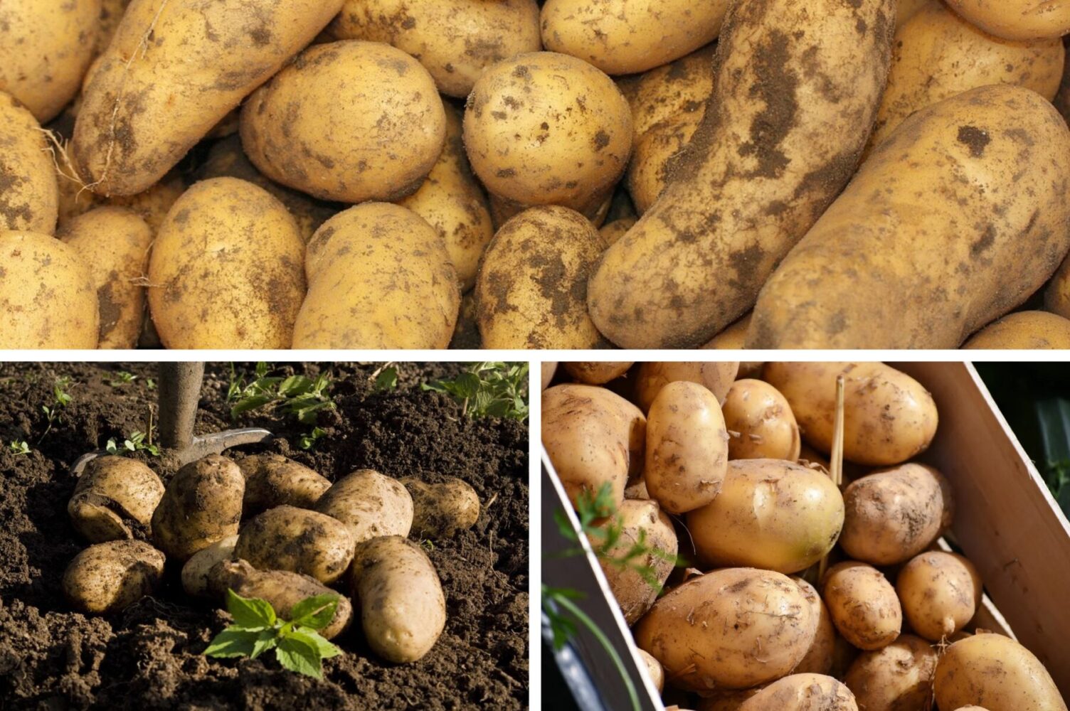 Городники розповіли, що зробити з картоплею, щоб зібрати величезний врожай