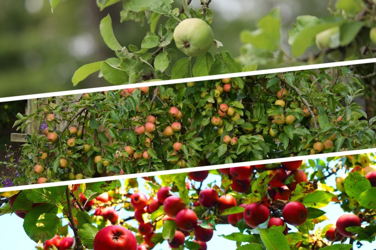 Агрономи назвали сорт яблуні, яка дає лише солодкі плоди – ідеальна для випічки