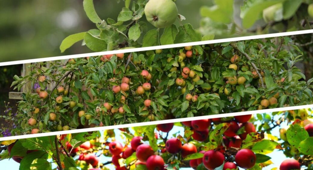 Ллю під корінь яблуні в березень 2026 – буде лавина плодів: рецепт весняного підживлення 