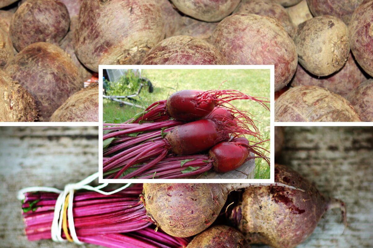 Агрономи розсекретили високоврожайні сорти буряків для вирощування під зиму