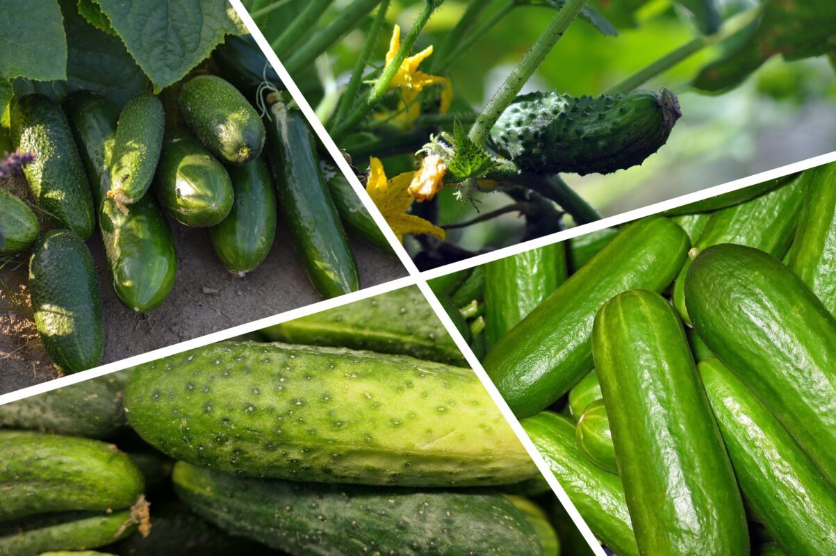 Експерт розповів, який сорт огірків придбати для швидкого урожаю