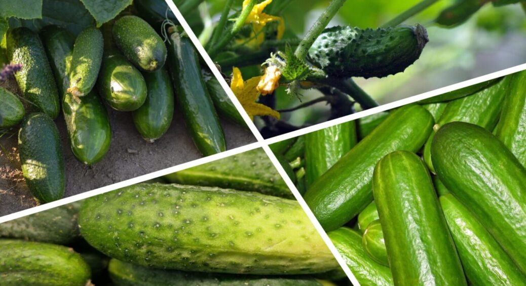 На розсаду сію лише 1 гібрид: штампує плоди у травні без укриття, не гірчить у дощовий сезон 