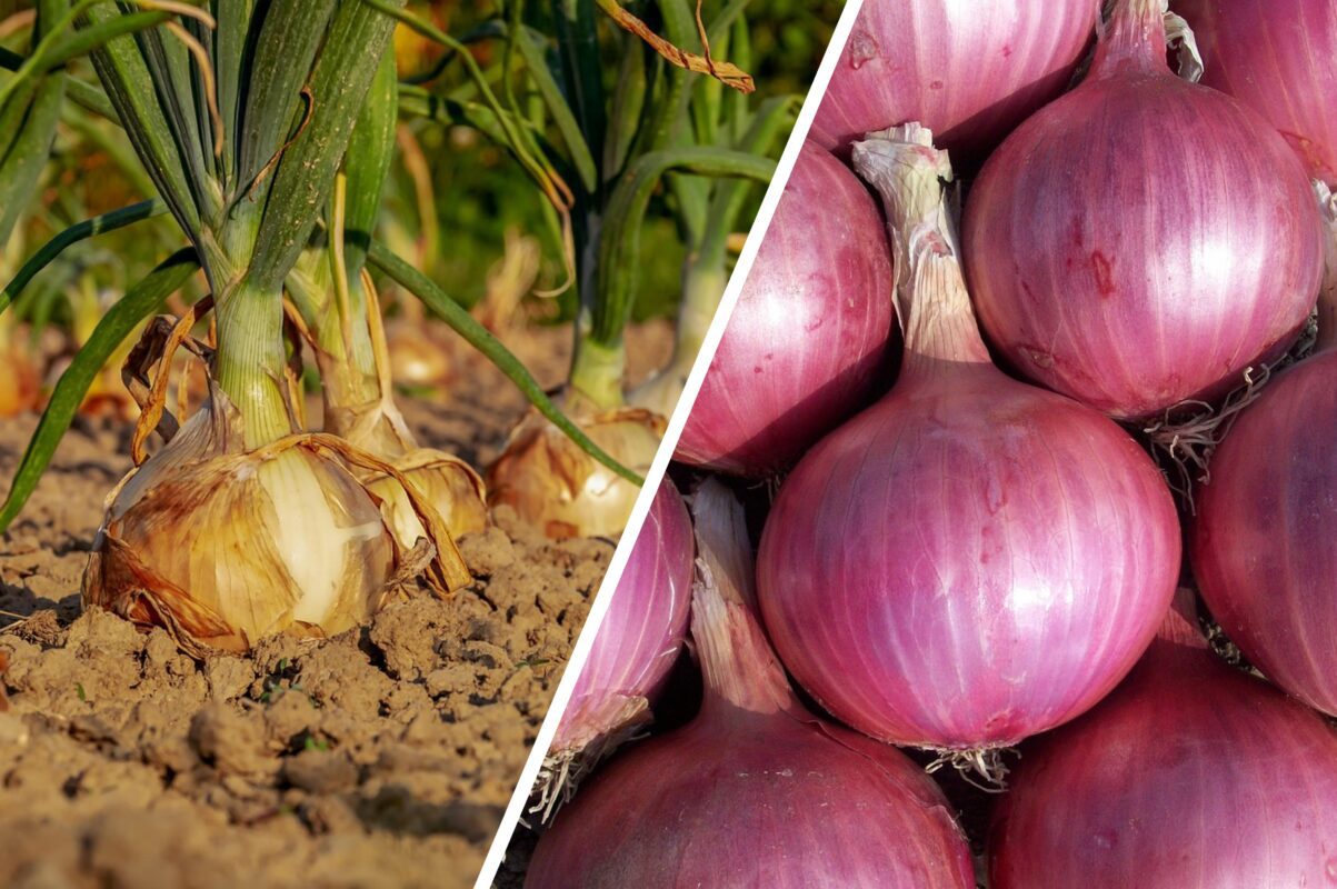 Городники розповіли, як захистити озиму цибулю від шкідників – дієвий спосіб