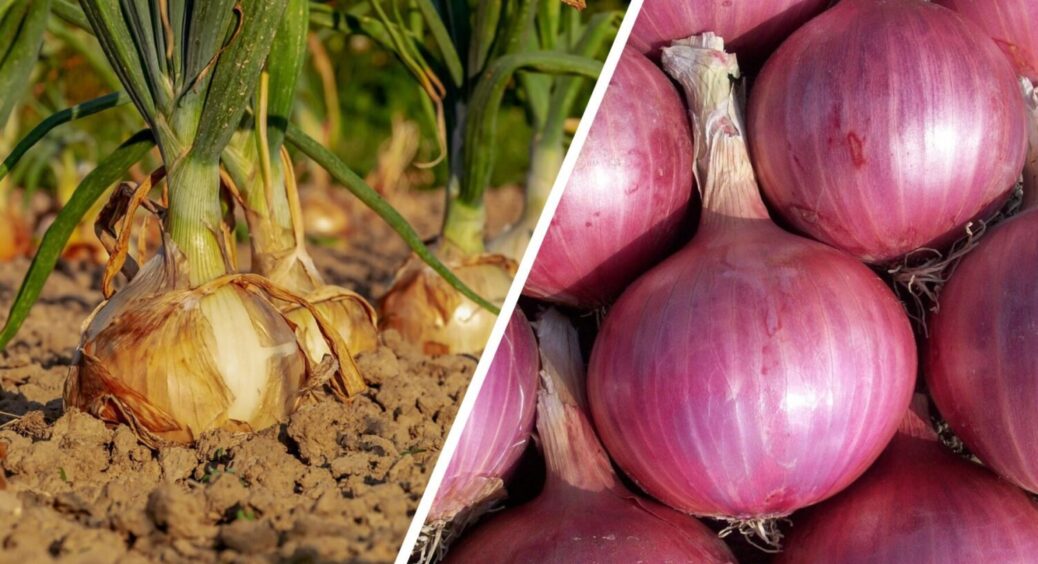 Роблю 1 дію – і шкідники й близько не підходять: що додати до лунок під час посадки цибулі 