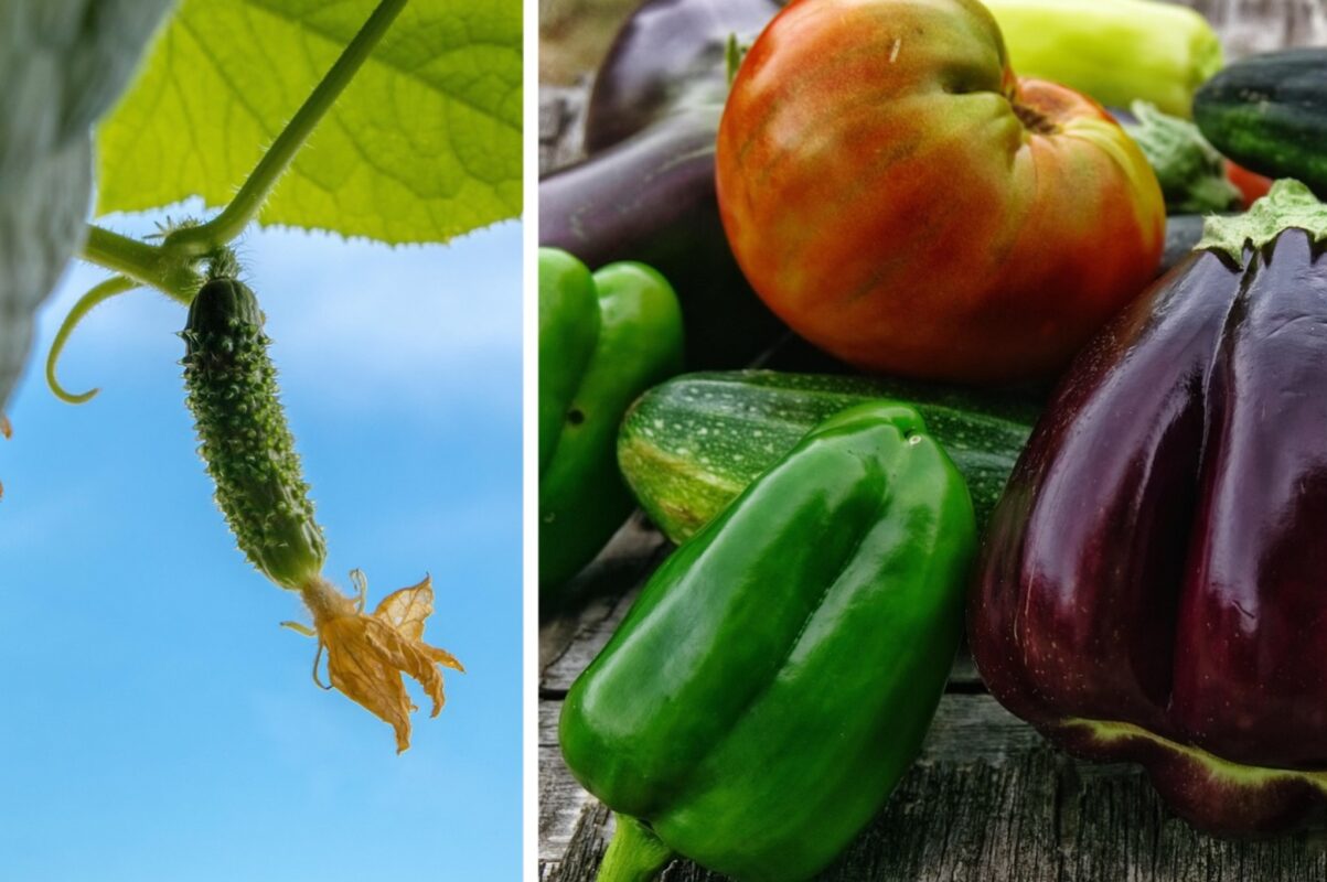 Городники розповіли, що посіяти на розсаду в листопаді 2025