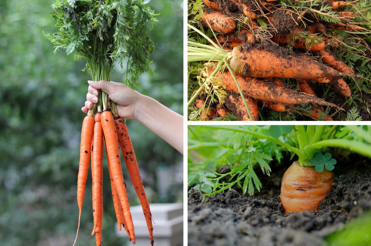 Городники пояснили, чому у 2025 році посів озимої моркви переноситься