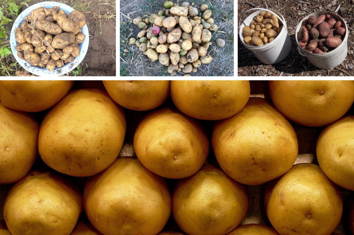 Господиня розповіла, які сорти картоплі не варто садити