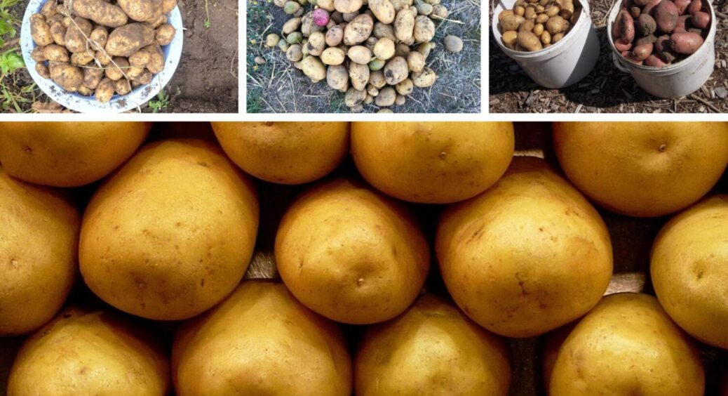 Раніше за всіх, більше за всіх: цей 1 сорт картоплі – справжній фаворит у дачників 