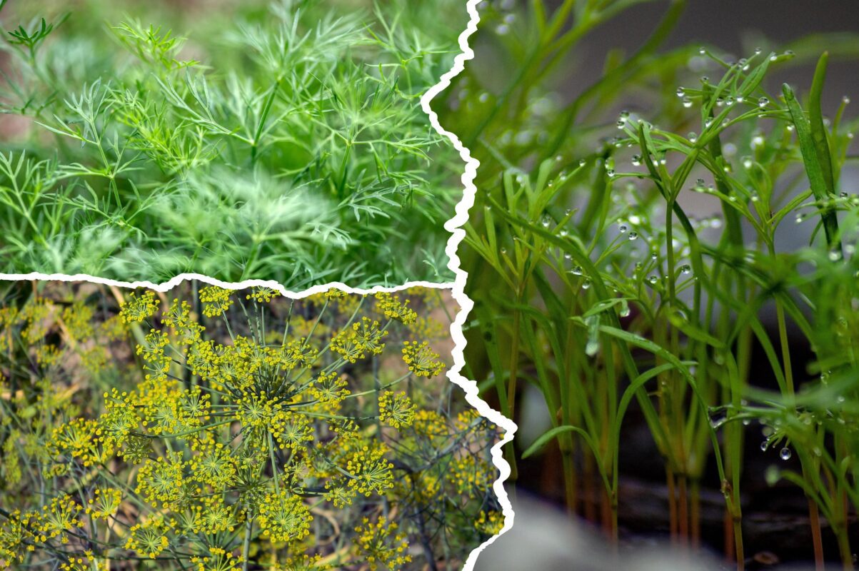 Городники розповіли, як виростити пишний кріп, висадивши його під зиму 2025-2026