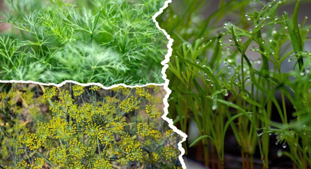 На городі маю не грядку, а густий килим з кропу: 2 кроки, і зелені як дерев у карпатських лісах 