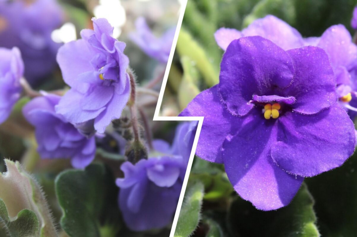 Квітникарі розсекретили найкраще підживлення для фіалки, яке стимулює цвітіння