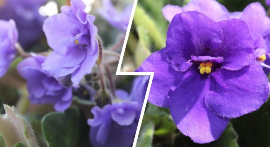 1 ст. ложка на 1 л води, і фіалка всю зиму “нарядніша” за ялинку: листя зелене і купа квіток 