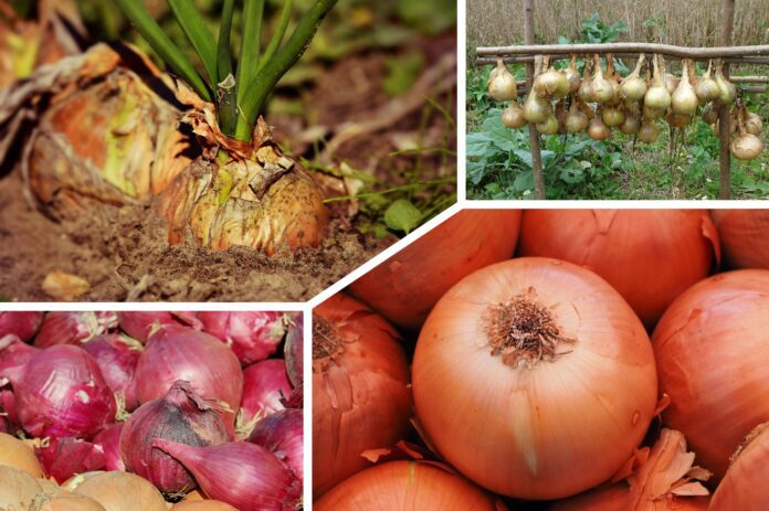 Експерт розповів, які сорти цибулі найстійкіші 