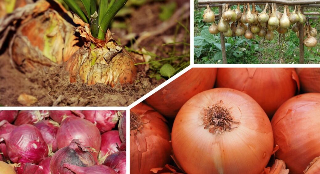 Зі 100 обрала 3 найкращих: сорти цибулі на 2026 рік — добре родять і в посуху, і в мороз 