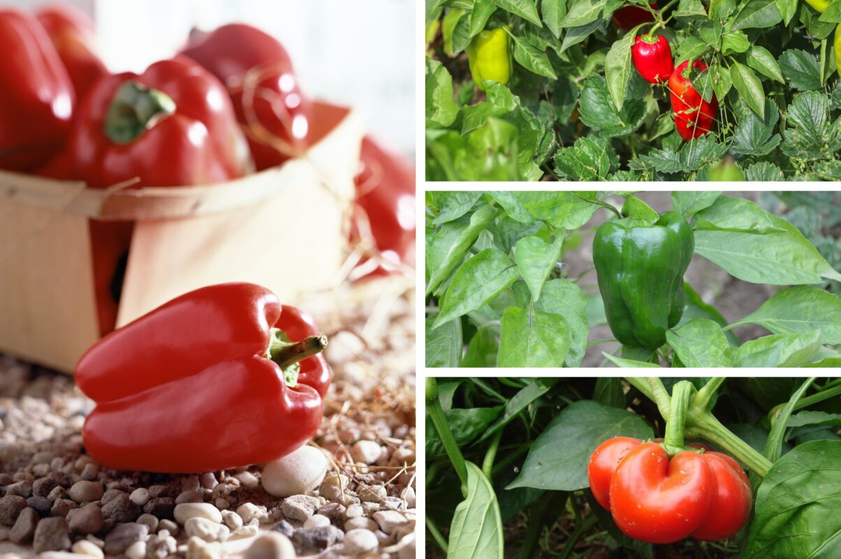 Агрономи розсекретили найневибагливіші сорти перцю для вирощування