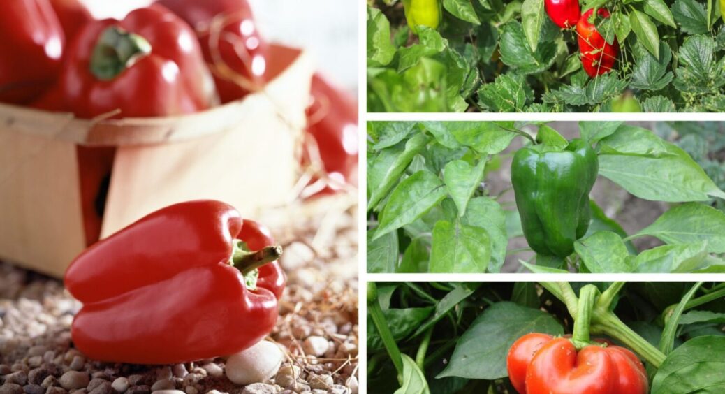 З року в рік висаджую лише їх: 4 сорти перцю, які стабільно дають щедрий врожай 