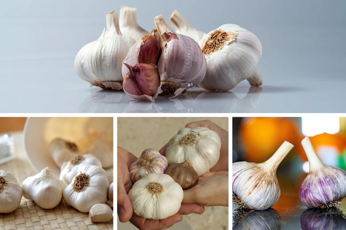 Городники розповіли, як можна ефективно використати пророслий часник