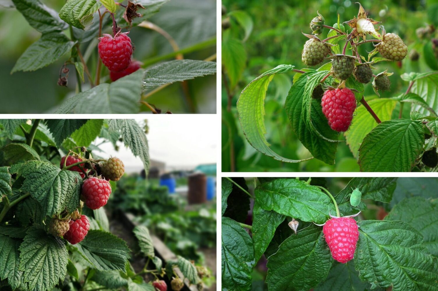 Садівники розповіли, як правильно проводити обрізку ремонтантної малини восени