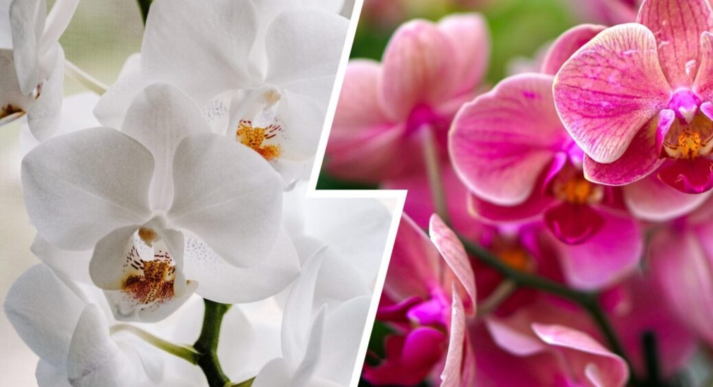 Підживлюю орхідею лише 1 напоєм — і вона цвіте навіть в мінус 15. Простий і дешевий спосіб 