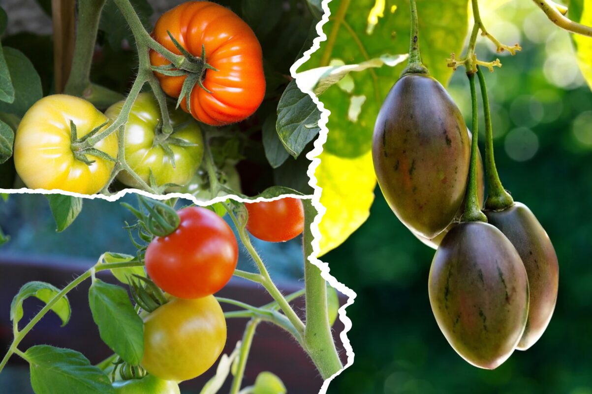 Агрономи назвали сорт томатів, який можна вирощувати взимку без теплиці