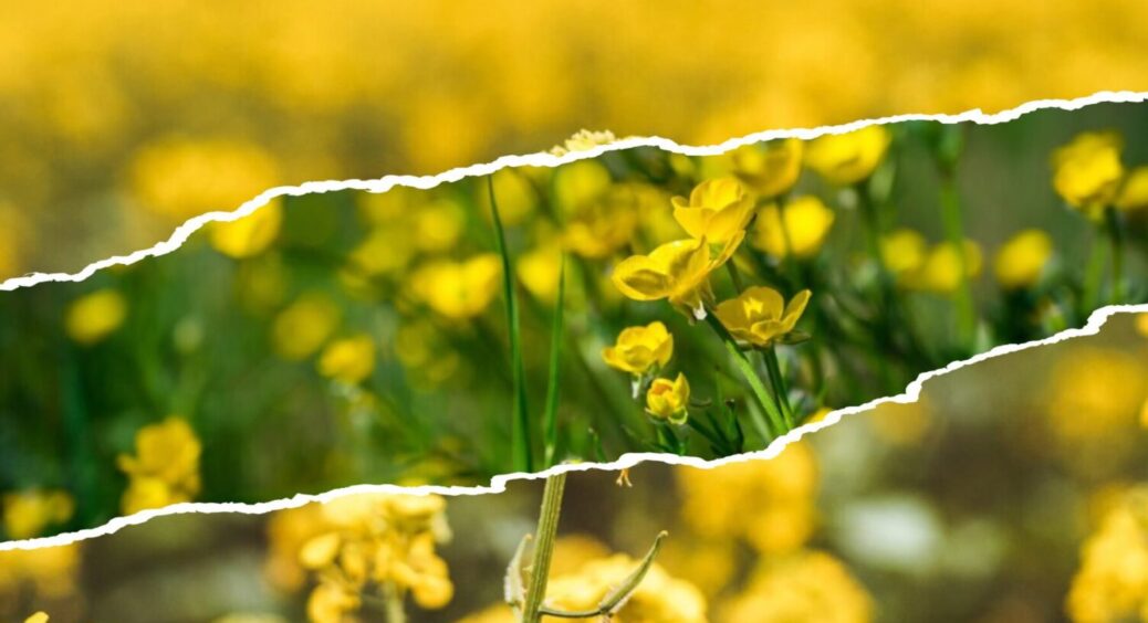 Не ВСЕ проросте після гірчиці: які 4 рослини не підходять для вирощування після такого сидерату 