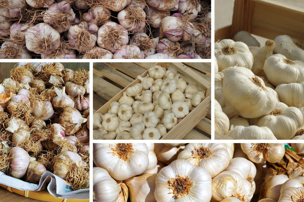 Дачники розповіли, як правильно зберігати часник, щоб він був цілим і свіжим