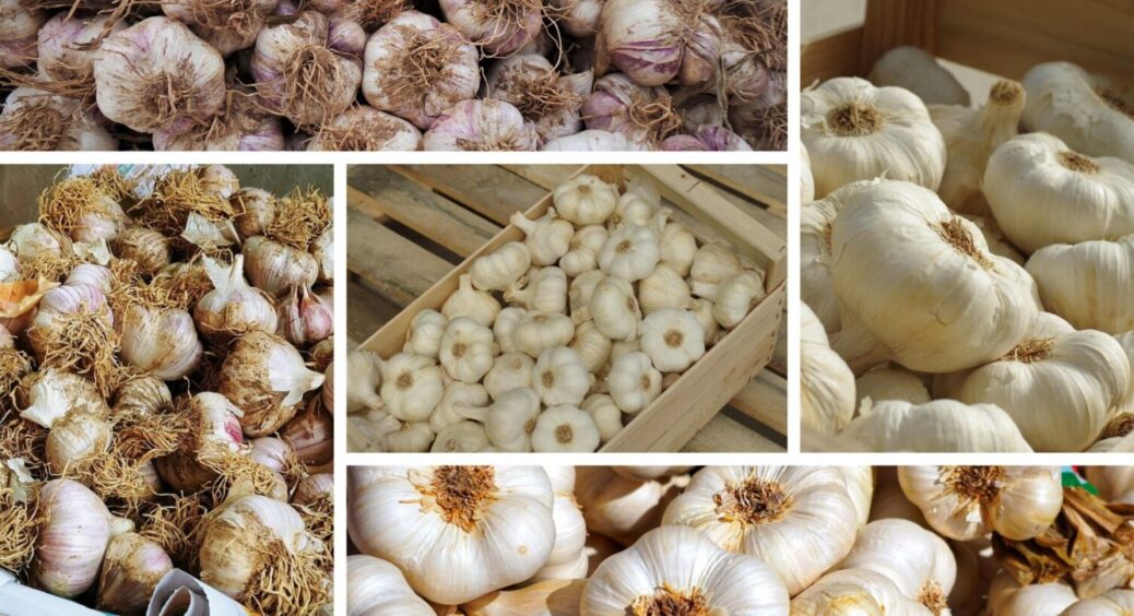 Пролежить цілим й свіжим понад 8 місяців: як зберігати часник в домашніх умовах 