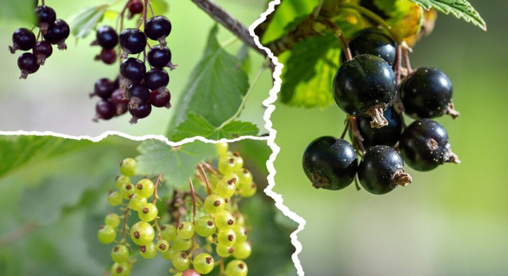 Неправильні сусіди = низький врожай рослини: які рослини уповільнюють розвиток смородини 