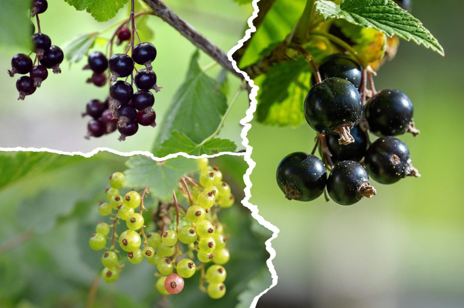 Садівники розсекретили рослини, які призводять до зниження врожайності смородини