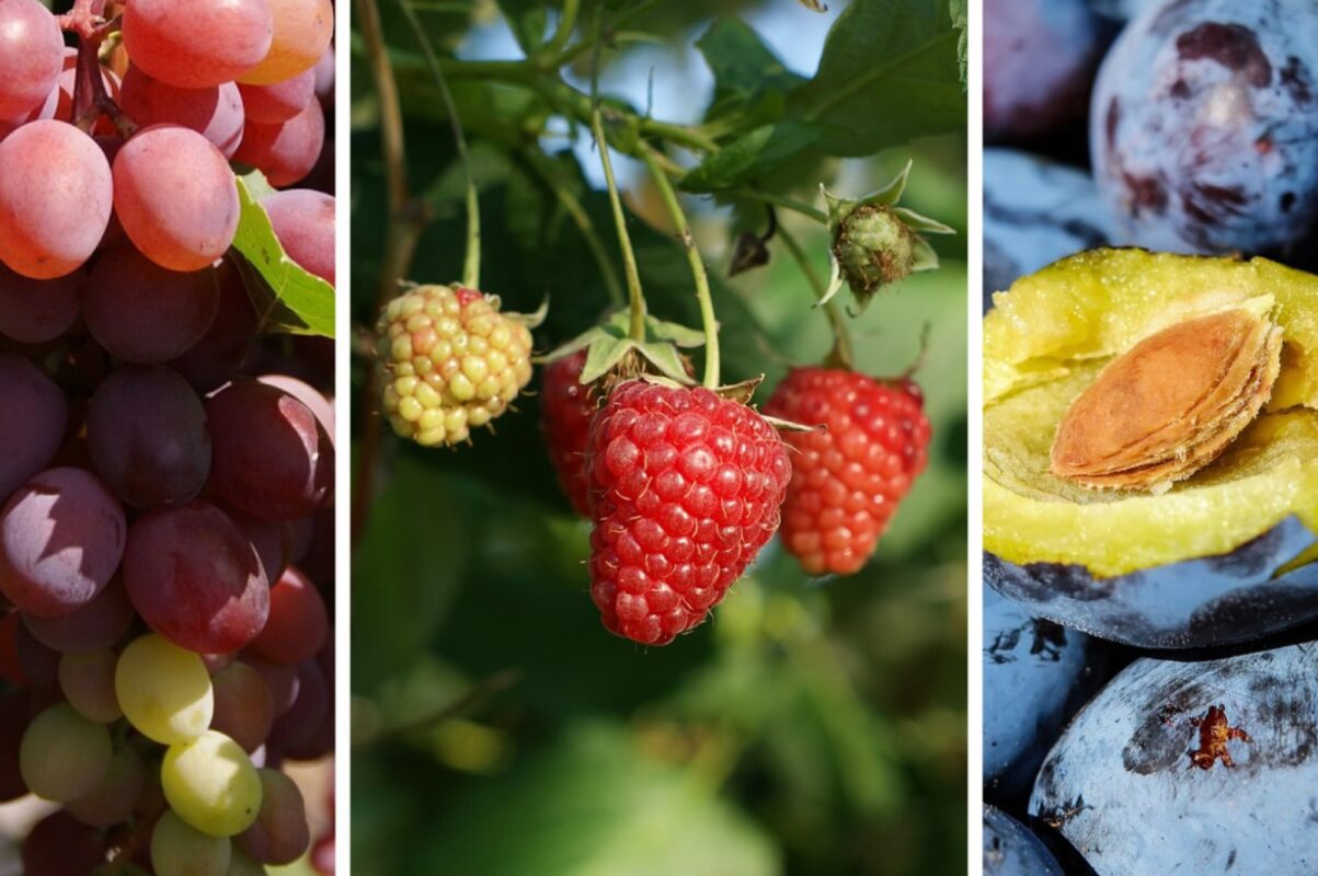 Дачники розповіли, які рослини можна висадити у відкритий ґрунт в листопаді