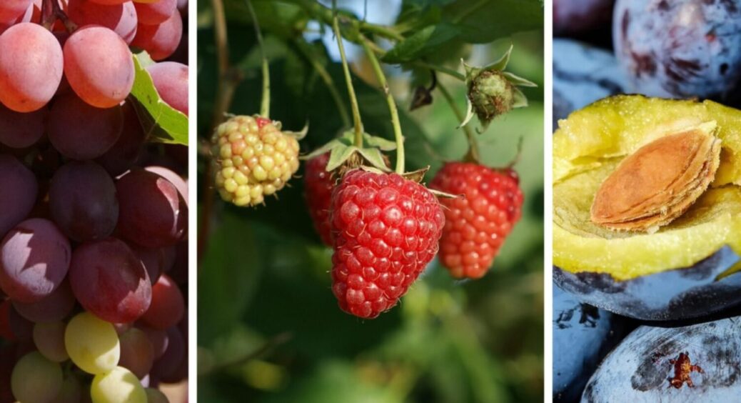 Холодно, вітряно і похмуро, а їм у самий раз: 3 культури, які варто садити прямо зараз 