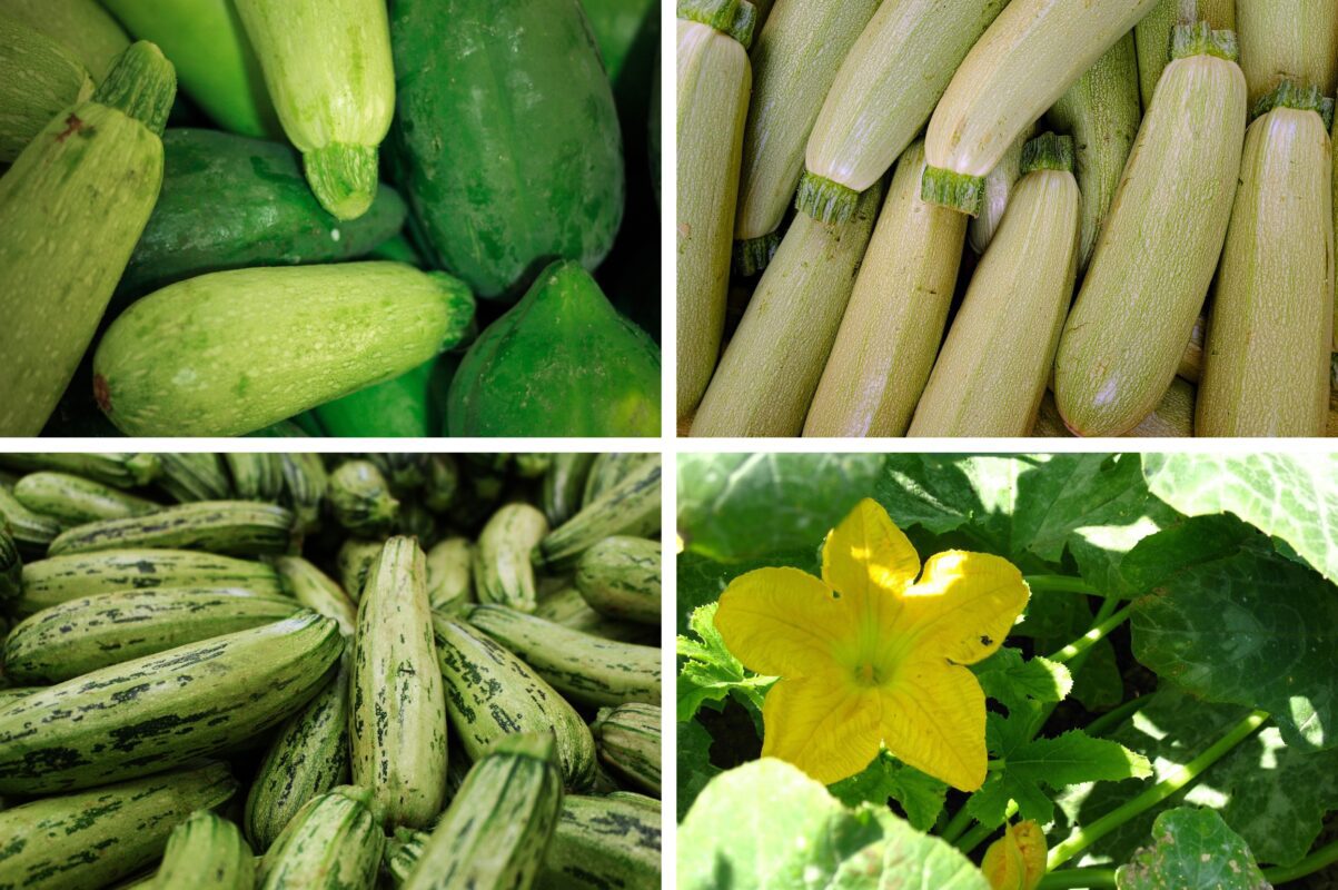 Городники розповіли, що не можна висаджувати після кабачків і чому