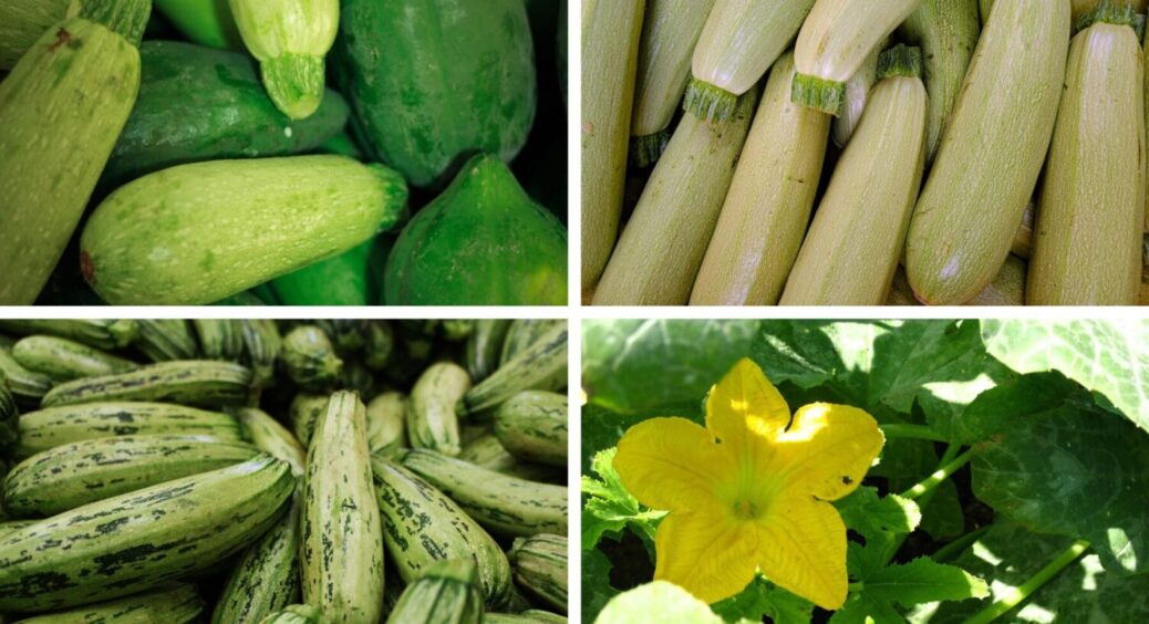 Що не можна висаджувати після кабачків? Дачник з Умані розповів правду: 3 культури нон-грата 