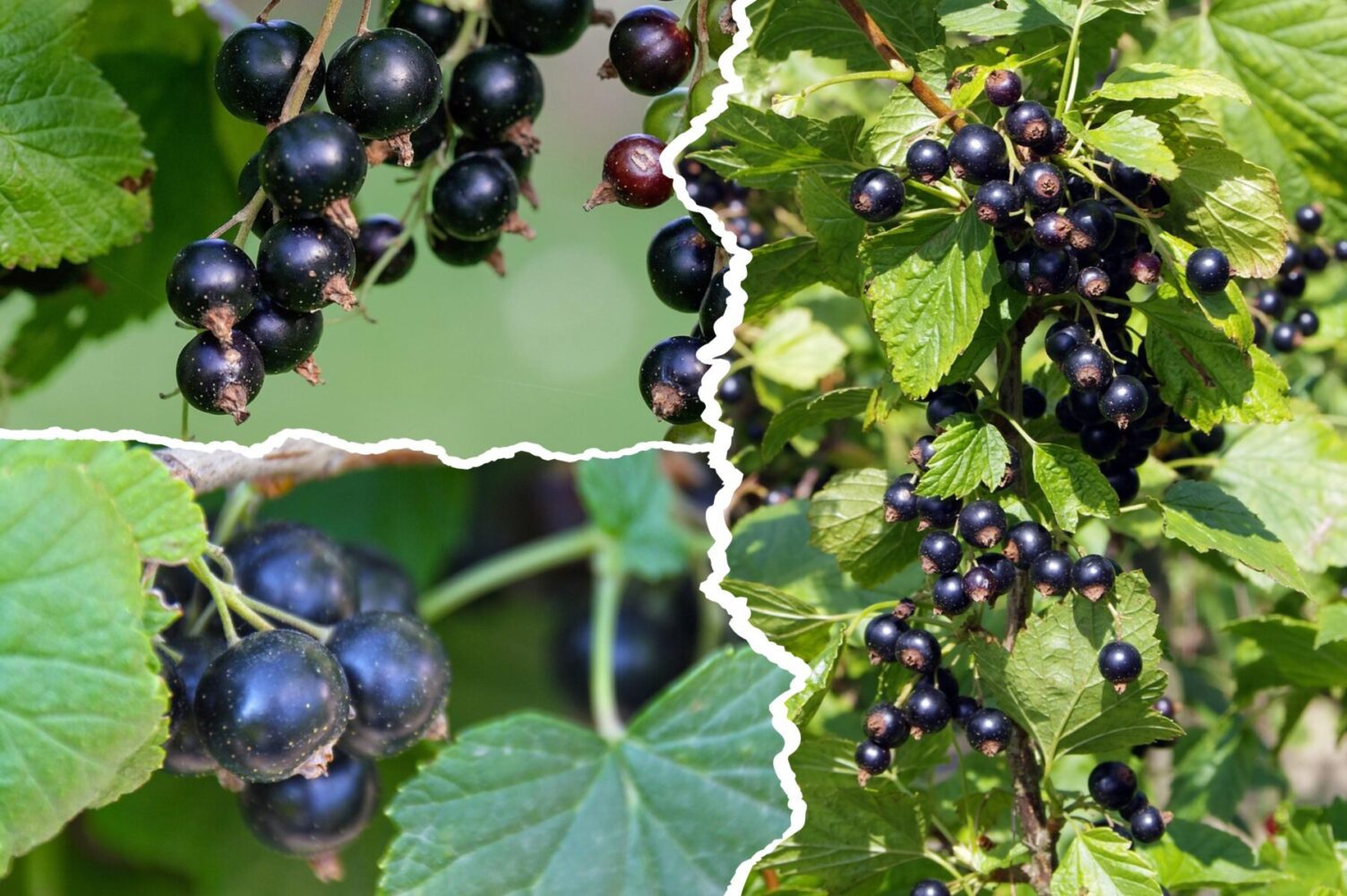 Агрономи розповіли, які сорти чорної смородини посадити восени 2025