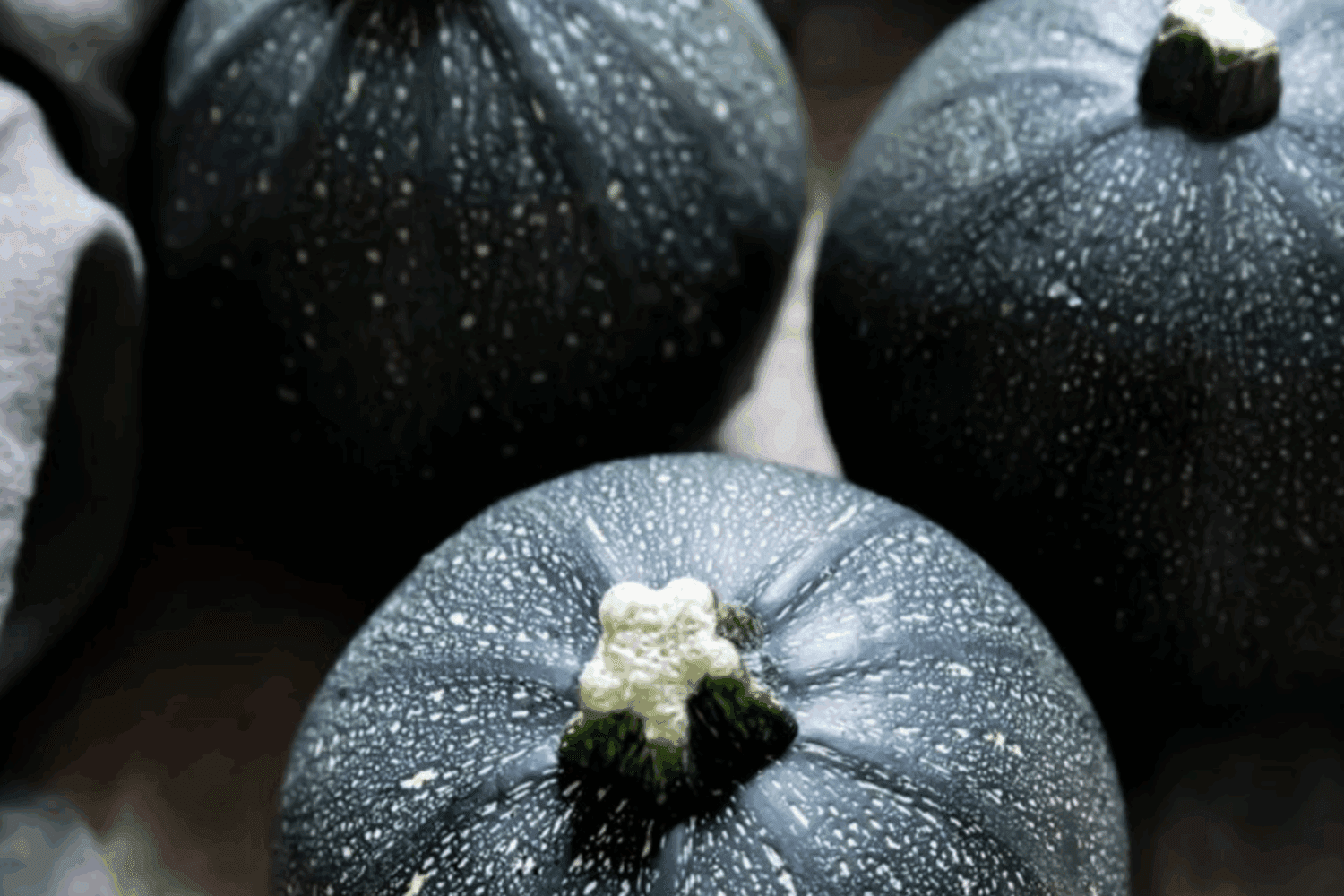 Агрономи розсекретили екзотичний сорт гарбуза, який має сині плоди Агрономи розсекретили екзотичний сорт гарбуза, який має сині плоди