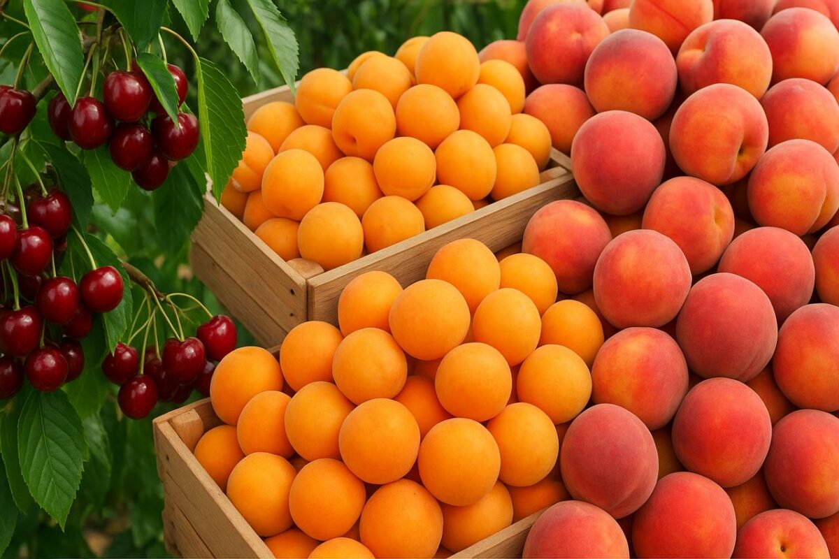 Садівники розповіли, як збільшити урожайність вишні, персиків та абрикосів