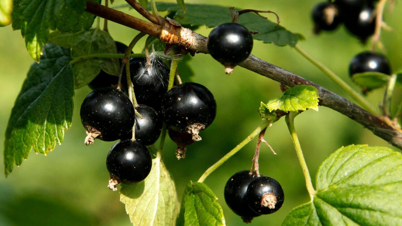 Садівники розповіли, чим обробити смородину до настання стабільних заморозків Садівники розповіли, чим обробити смородину до настання стабільних заморозків