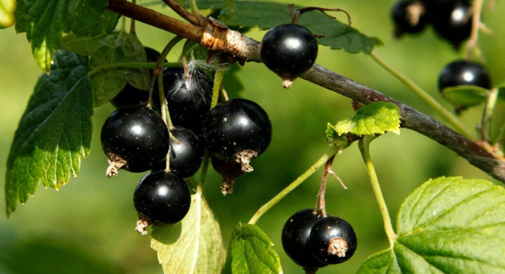 Попіл і компост чи “мінералка”: чим підживити смородину восени, щоб навесні краще родила? 