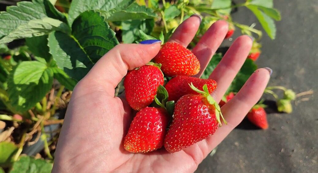 До 20 листопада полуниці – обов’язково: одне-єдине правило, і сусіди не стримають заздрощів 