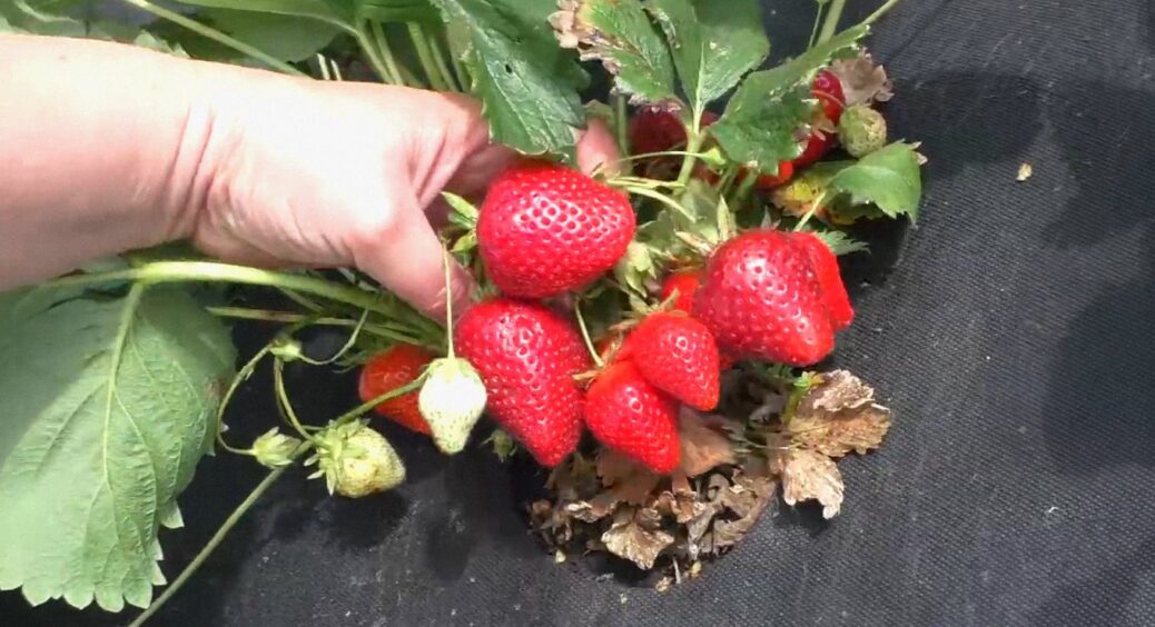 Покладіть під полуницю 1 жменьку цього добрива: і навесні молоді пагони попруть, як на дріжджах 