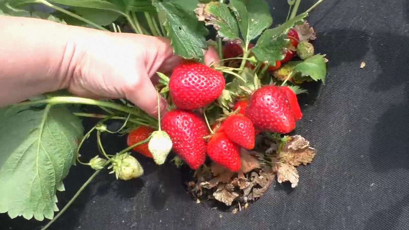 Городники показали смачний та урожайний італійський сорт ремонтантної полуниці Мурано