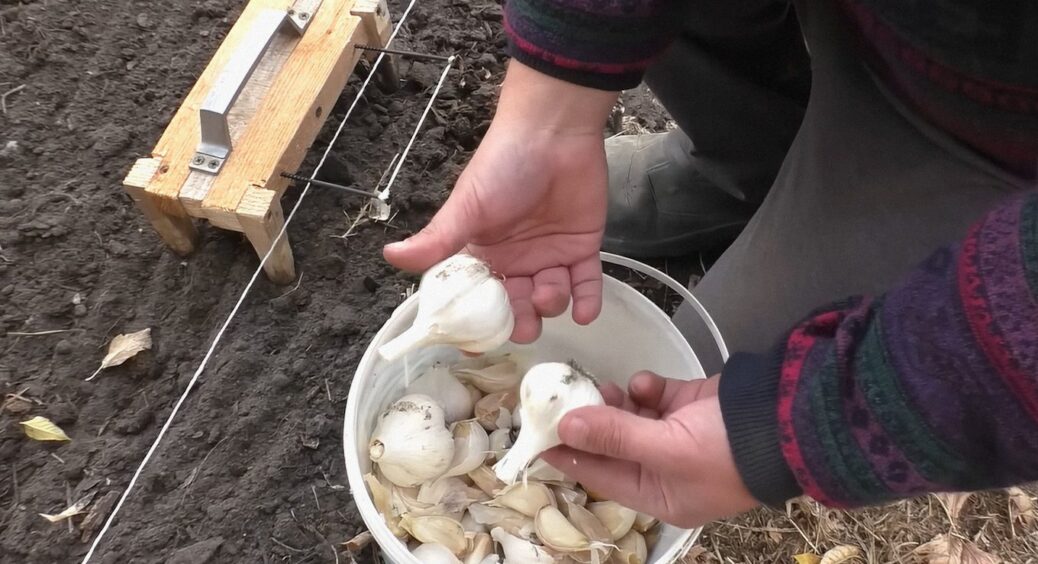 3 секрети вирощування великого Часнику від Волинських фермерів: головки будуть розміром з Кулак 