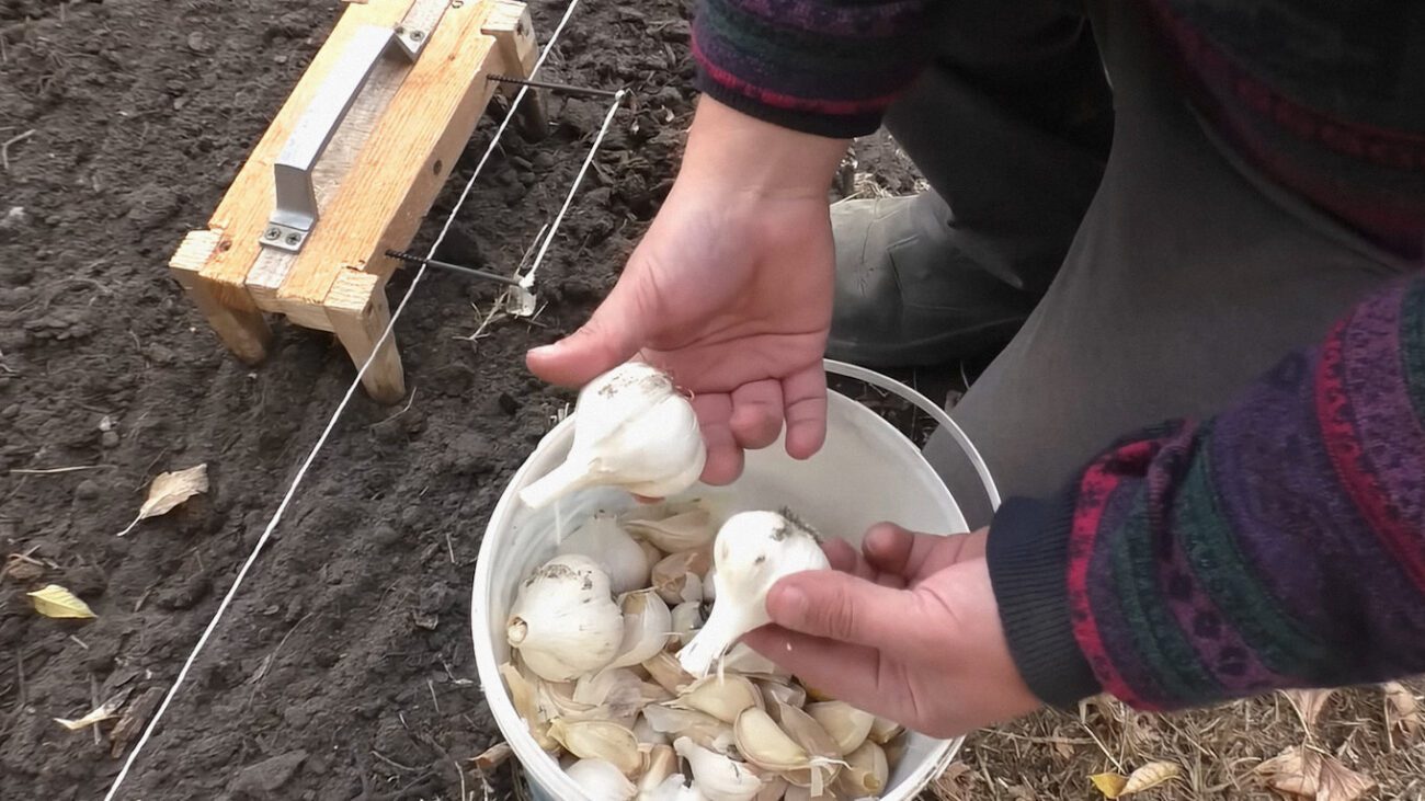 Городники пояснили, як саджати озимий часник і цибулю, щоб був рекордний урожай
