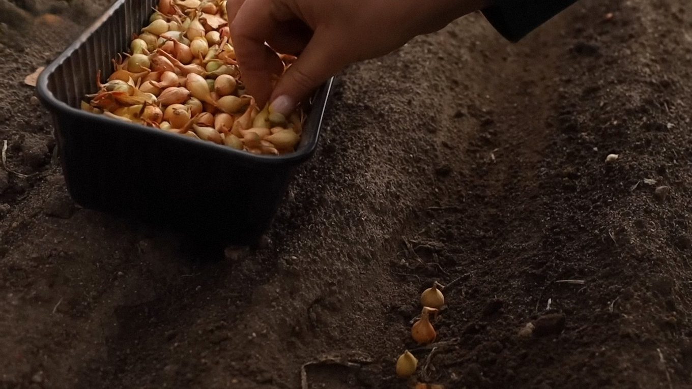 Городники розповіли, що слід посадити після збору врожаю часнику