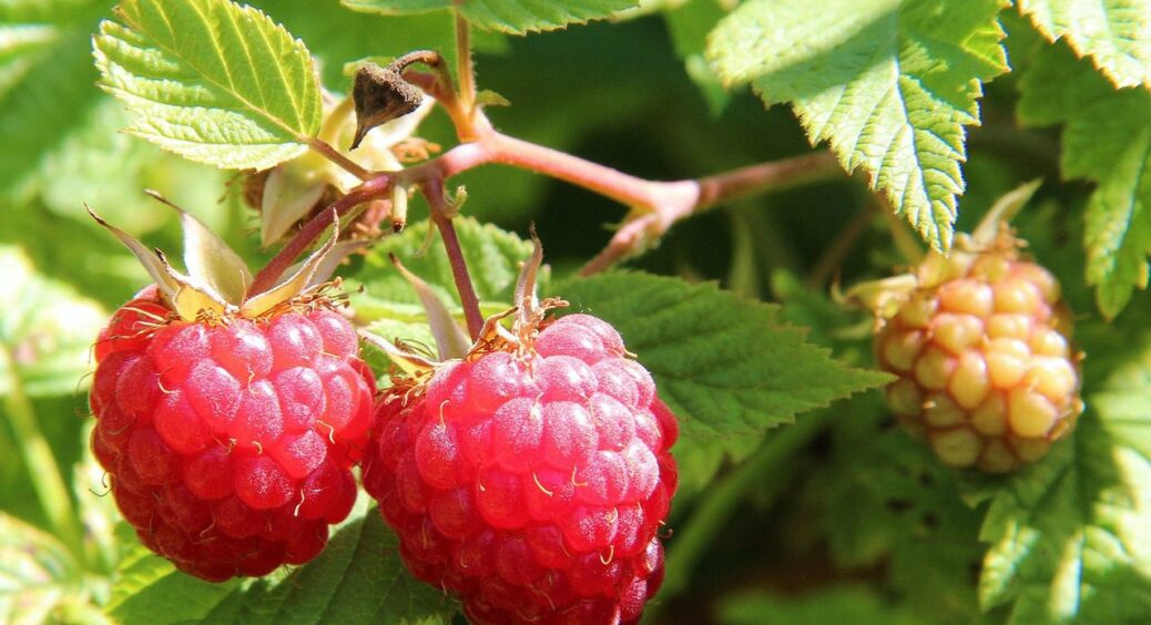 Чудо-підживка під малину взимку – ягоди збільшуються в п’ять разів і ростуть щедріше 