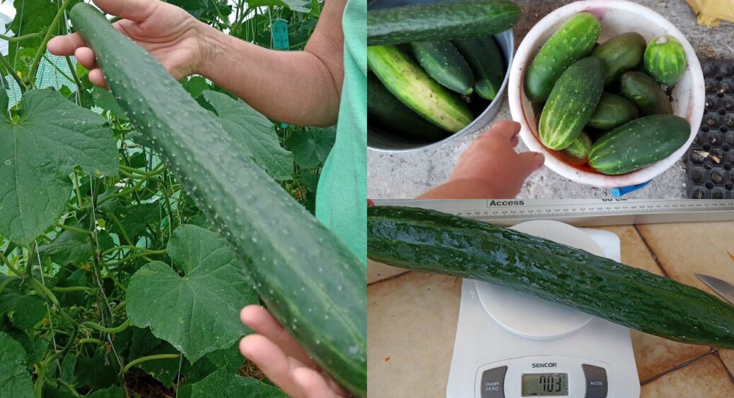 Ці огірки – мій найгірший вибір за 15 років: ці 4 сорти на смак як пластик, і аромат – “не дай Боже” 